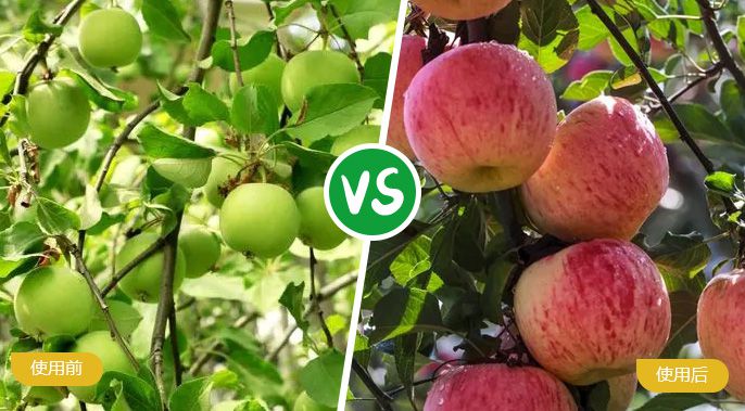 蘋果施著色葉面肥后著色均勻，甜度高