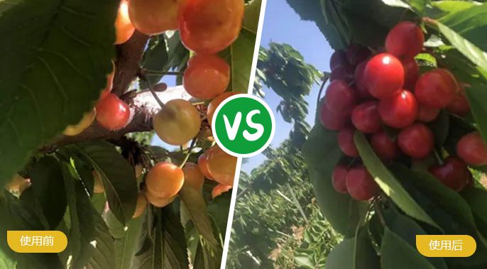 櫻桃施著色葉面肥后著色均勻，甜度高