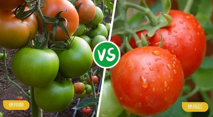 西紅柿施著色葉面肥后著色均勻，甜度高