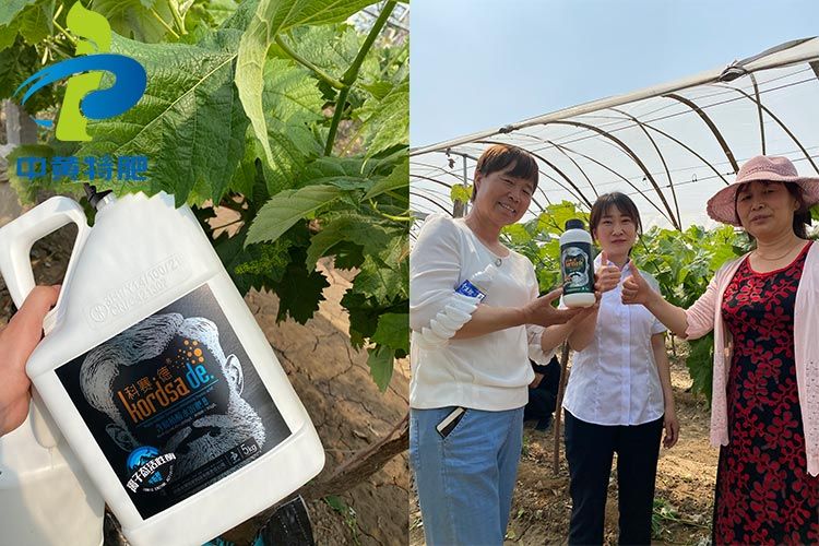 祝賀河南中黃特肥在靈寶縣葡萄基地舉辦觀摩會(huì)成功！